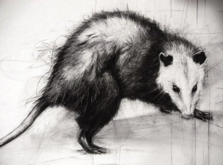 Опоссум рисунок