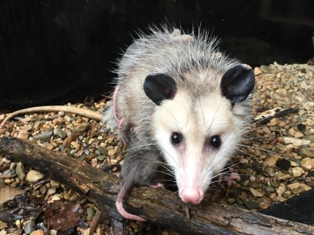 Южный опоссум