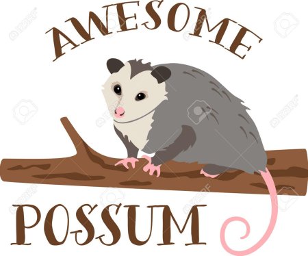 Possum awesome