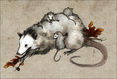 Опоссум и крыса