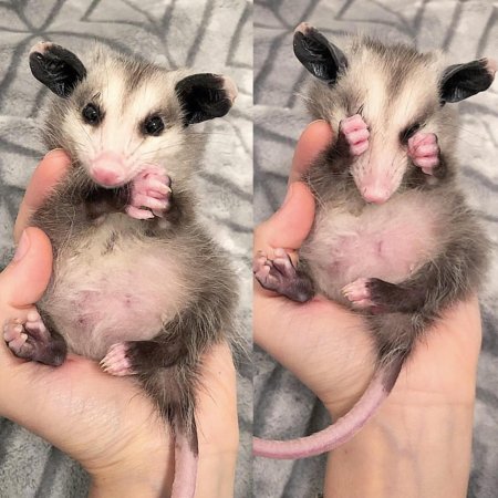 Карликовый поссум