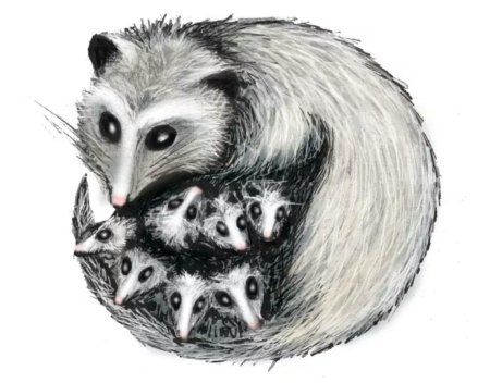 Опоссум с детенышами