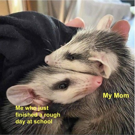 Маленькие опоссумы