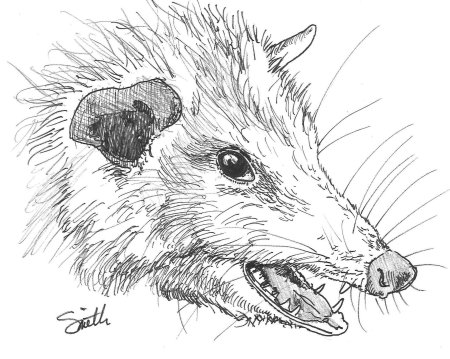 Опоссум рисунок