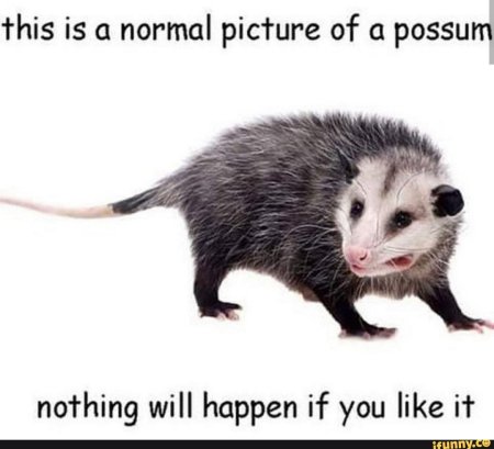 Опоссум на белом фоне