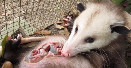 Сумчатый опоссум с детенышами