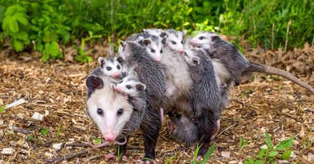 Виргинский опоссум