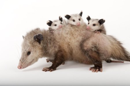 Опоссум детеныш