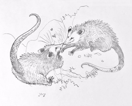 Опоссум хсс