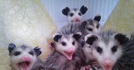 Детеныш опоссума