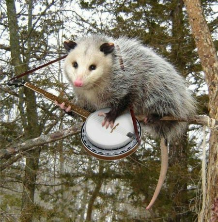 Опоссум с банджо