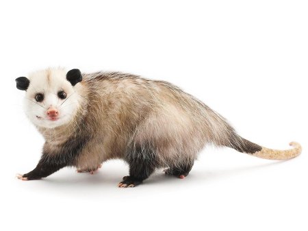 Белоухий опоссум