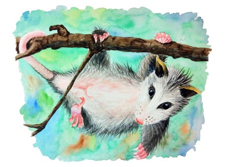 Опоссум иллюстрация акварель