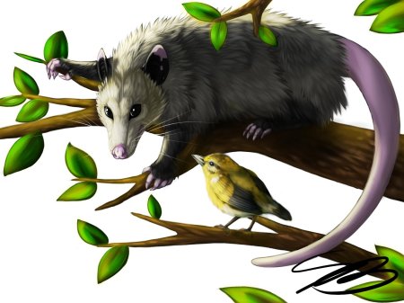 Опоссум рисунок