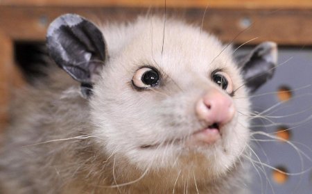 Кричащий опоссум