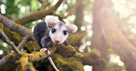 Опоссум ареал обитания