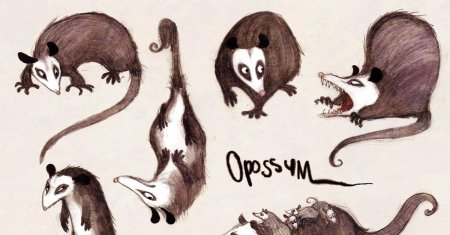 Опоссум анатомия