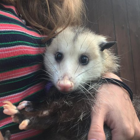 Хайди опоссум