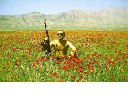 Маковые поля в афганистане