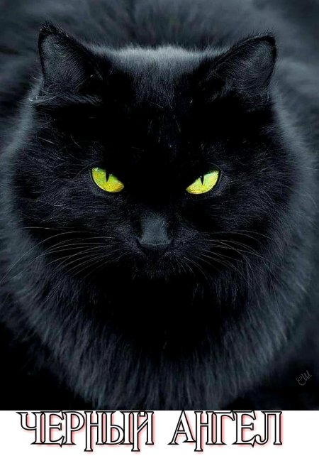 Бомбейская кошка пушистая