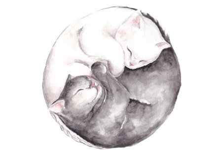 Кошка свернулась клубком