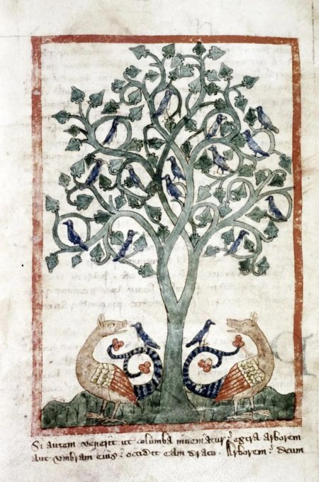 Дерево фусан