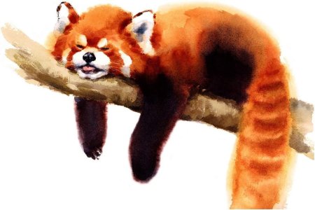 Малая панда рисунки