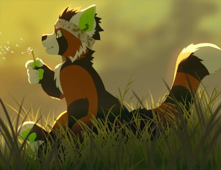 Красная панда антро фурри