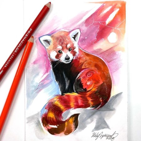 Рисунки красной панды