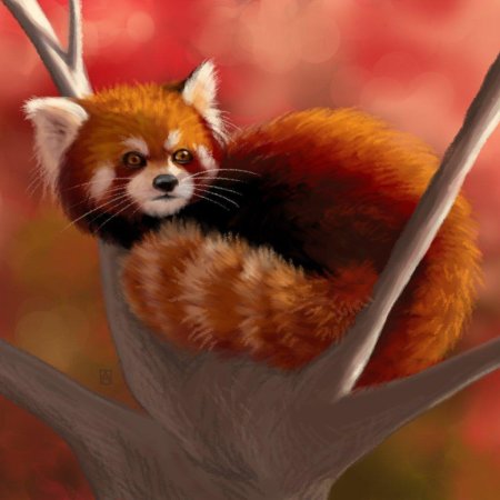 Красная панда шифу