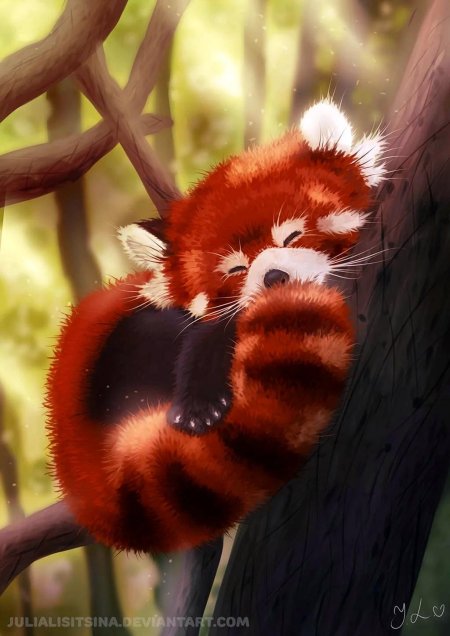 Красная панд