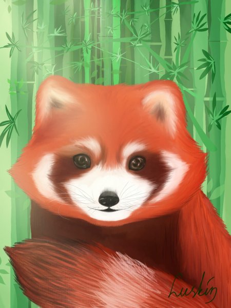 Красная панда