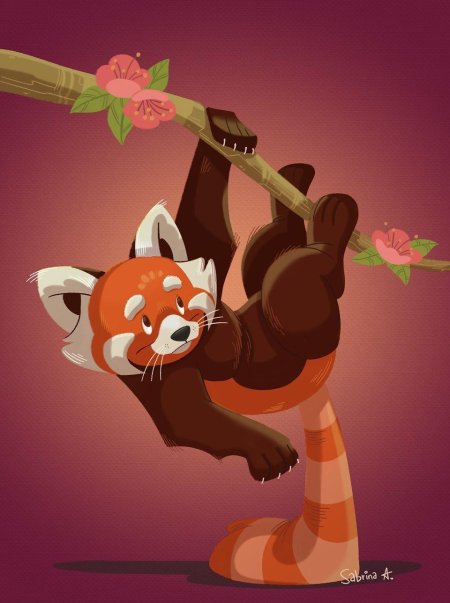 Малая панда арт