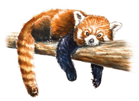 Красная панда рисунок карандашом