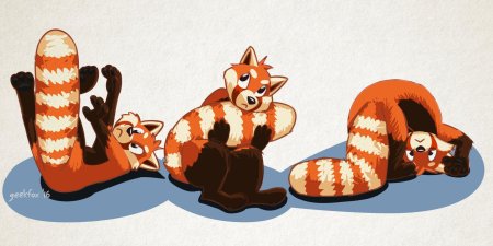 Красная панда и енот