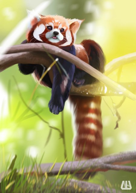 Красная панда