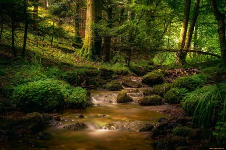 Беловежская пуща река лесная