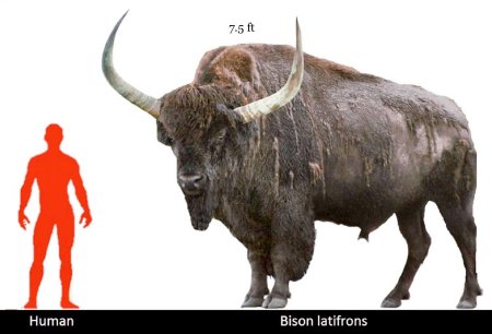 Степной бизон bison priscus