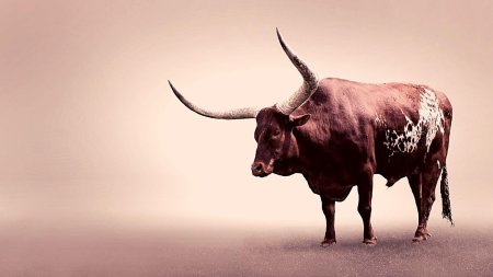 Порода быков ватусси