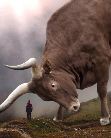 Самое большое животное в мире