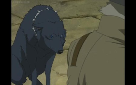 Волчий дождь волчица блю