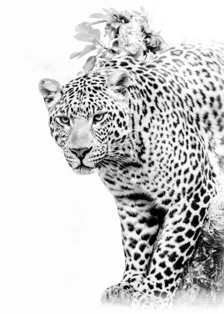 Леопард снежный барс ягуар