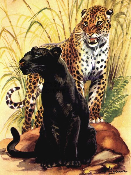 Пантера и леопард