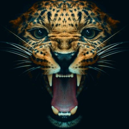 Леопард рычит