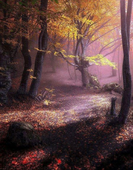 Осень туман