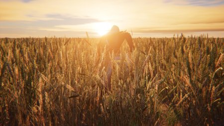 Пшеничное поле