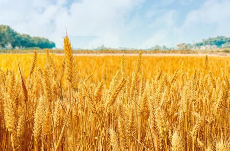 Поле пшеничное