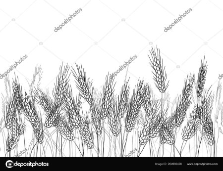 Колос пшеницы черно белый