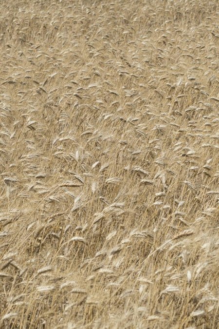 Пшеница рожь тритикале