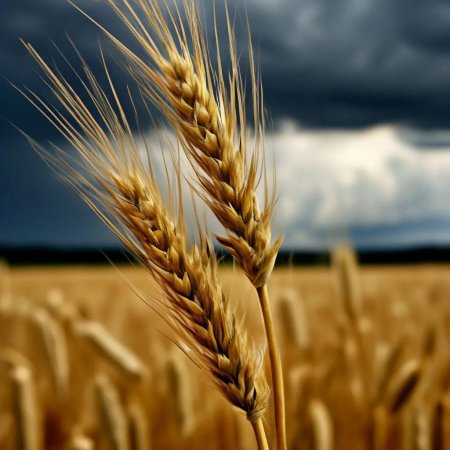 Колос пшеница